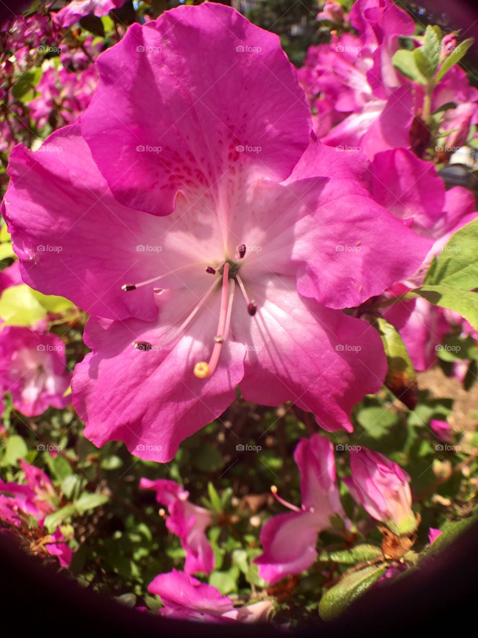 Pink azalea