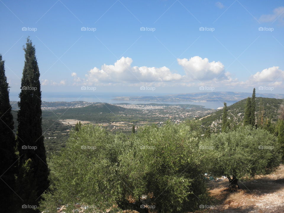 Mountain olive field view
