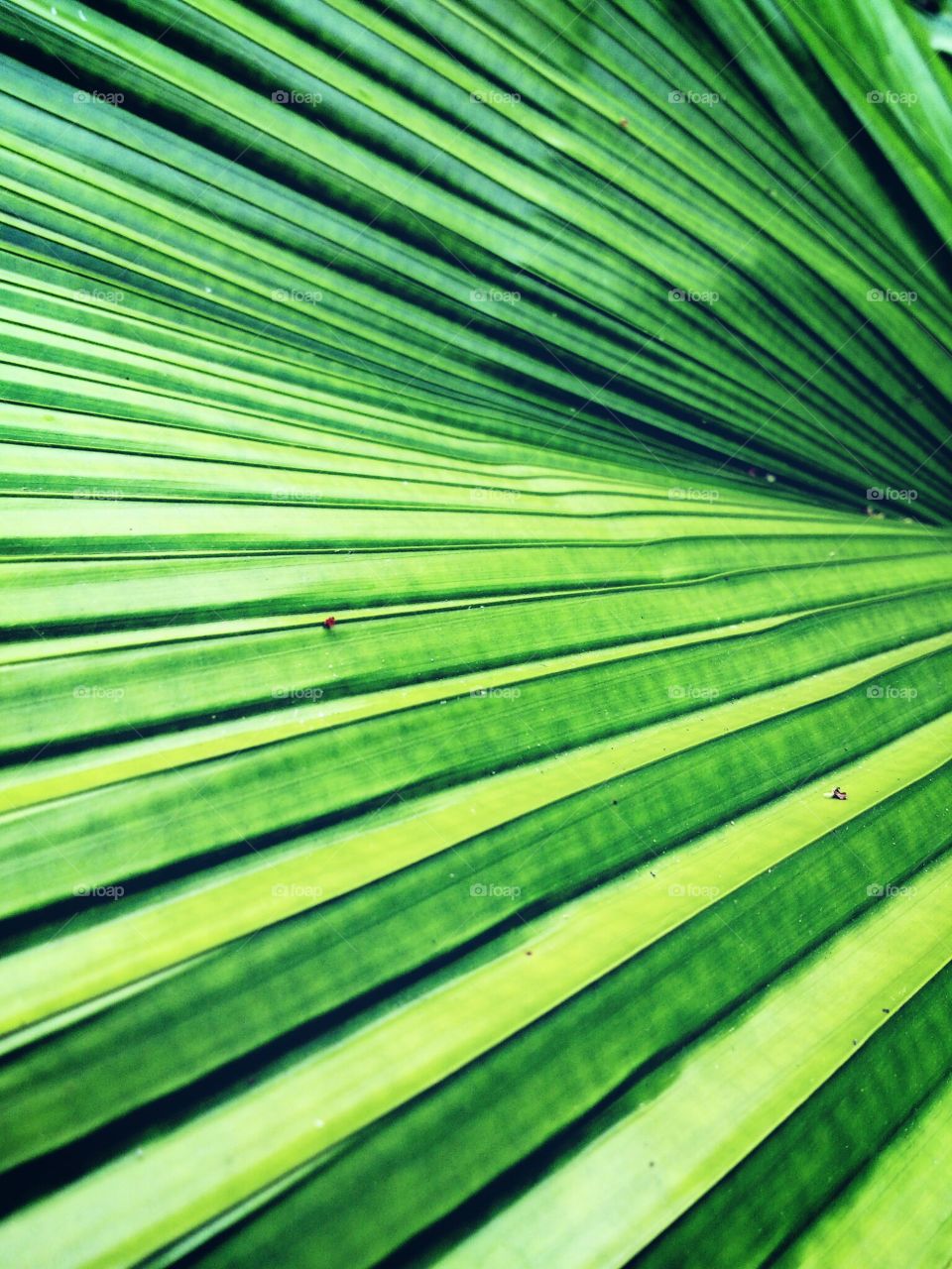 palm leaf