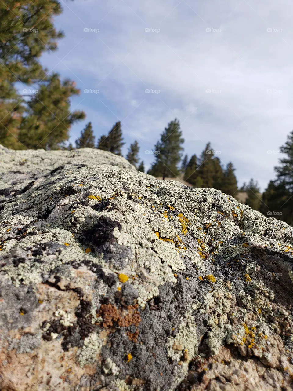 rock beauty
