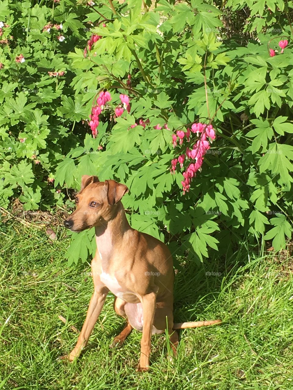 Amber the Italian greyhound puppy sat in the garden outside in summer in front of a bleeding heart plant