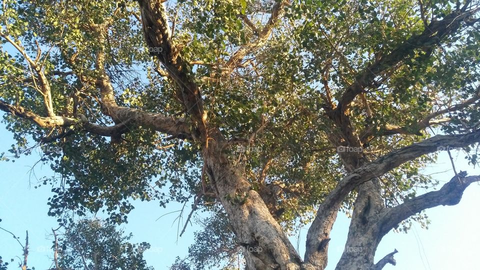 A beautiful scene of holy fig tree in the forest.