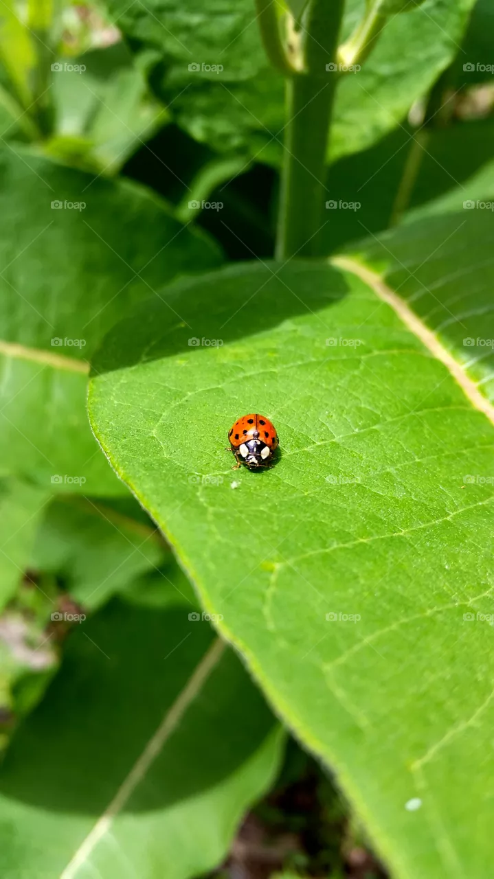 bug life