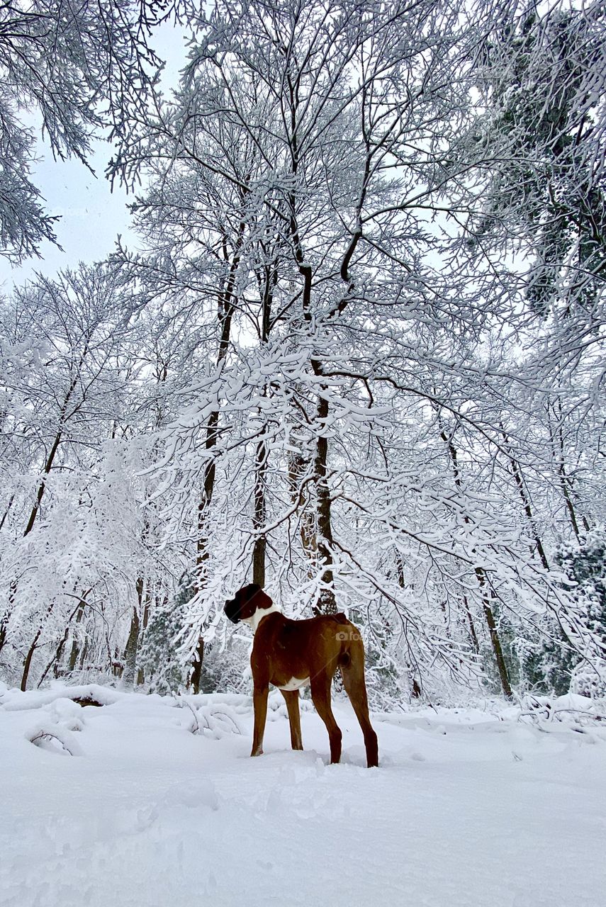 Boxer of the USA in a Winter Wonderland; Pike County Pennsylvania USA