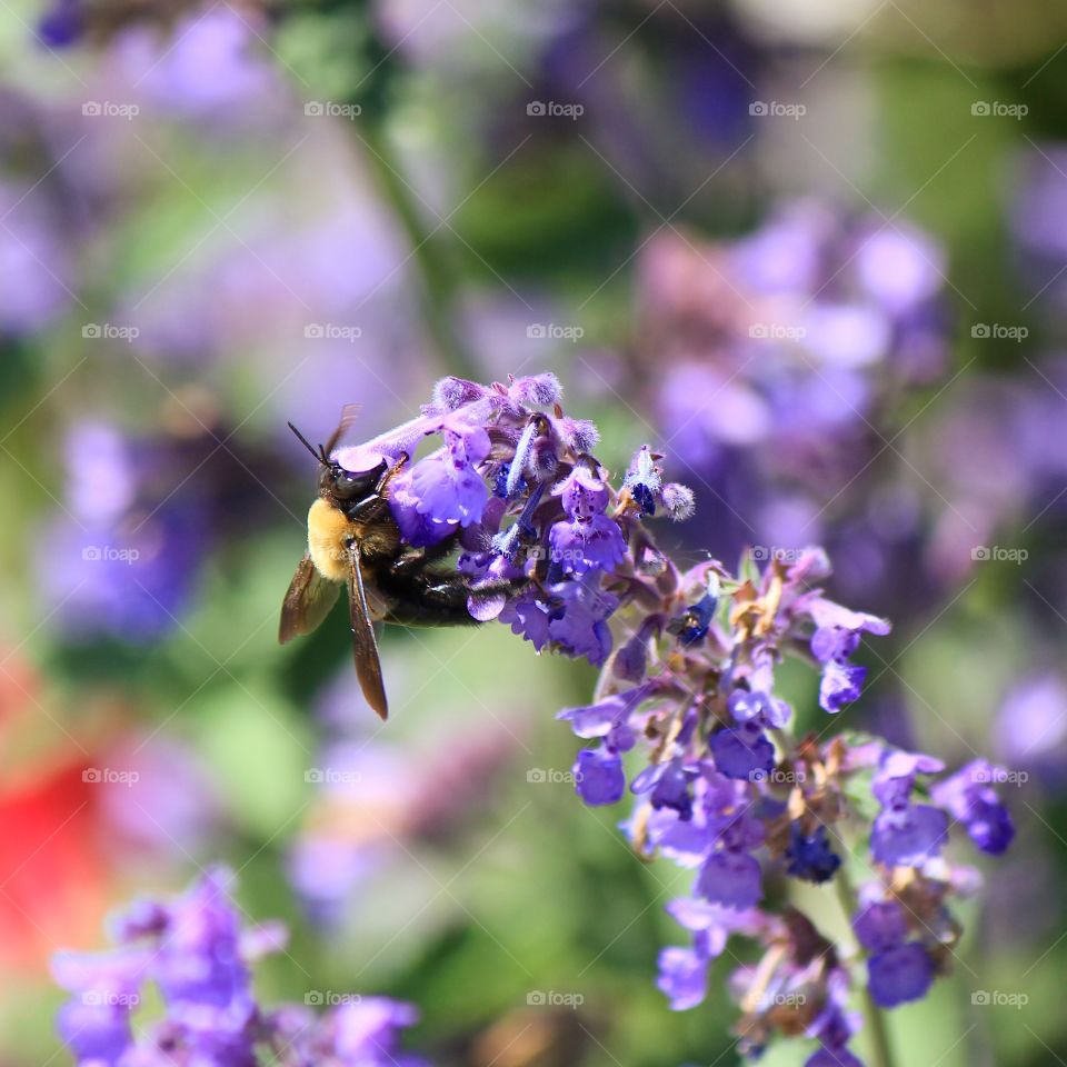 Bee loving the purple flower