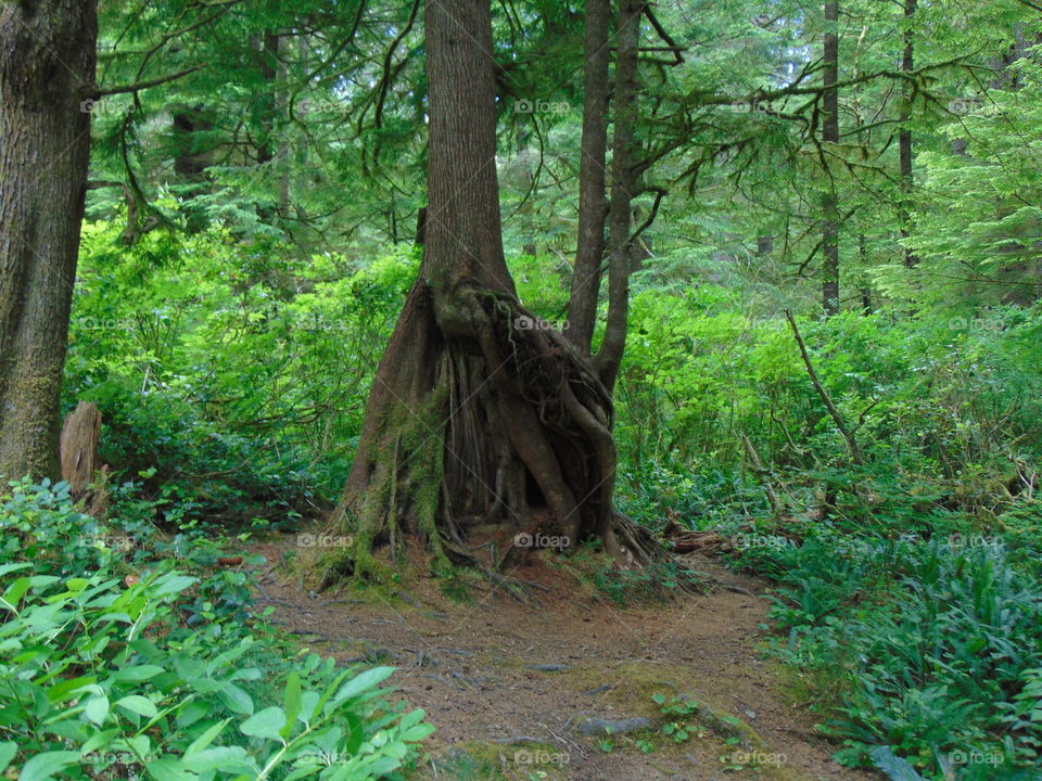 beautiful trees beautiful nature walk