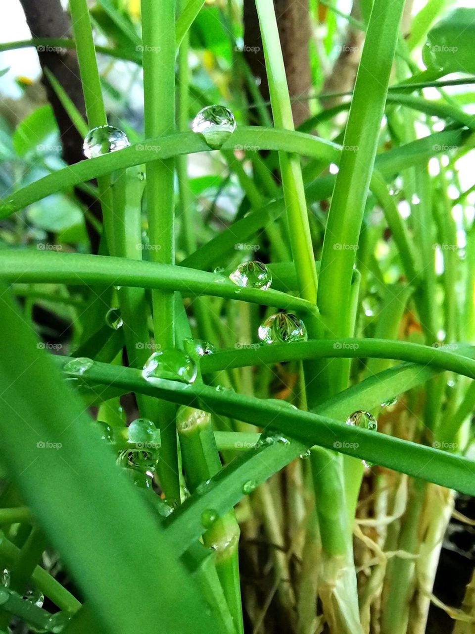 Greens and Droplets