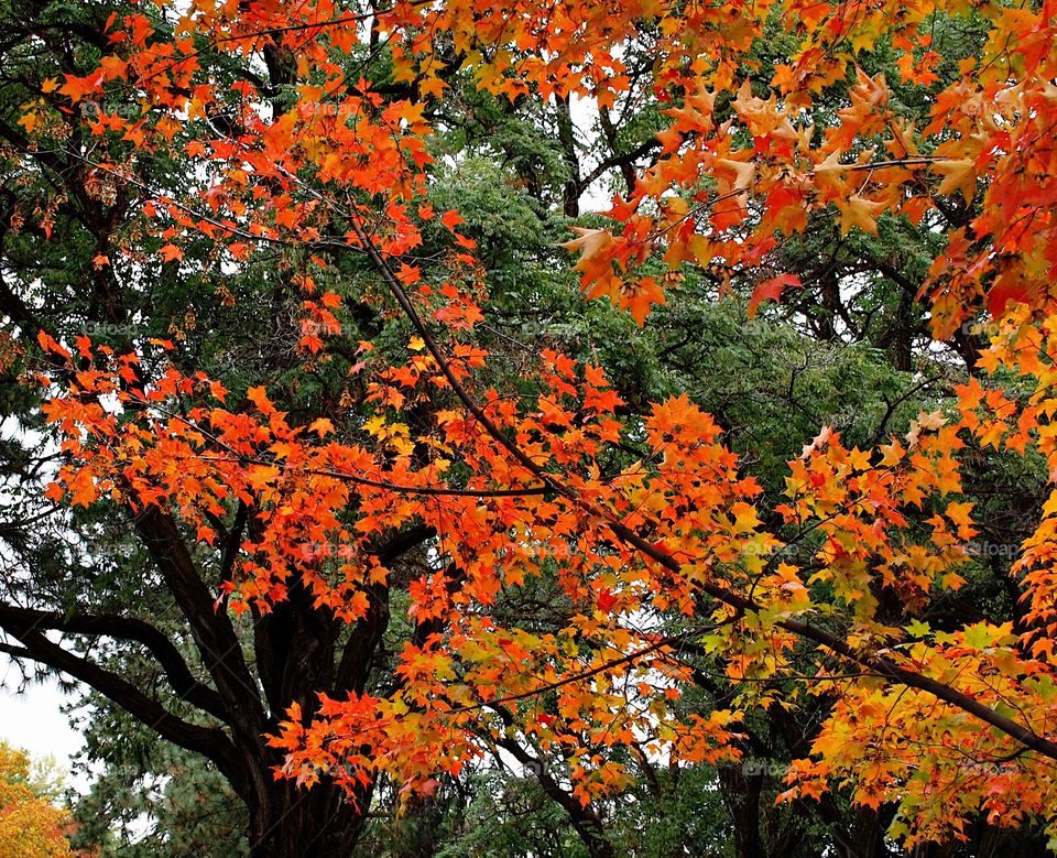 Branches of beautiful maple leaves in their brilliant fall colors of red, orange, and yellow with evergreen trees in the background on an autumn day. 