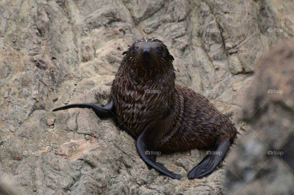 Seal cub watching