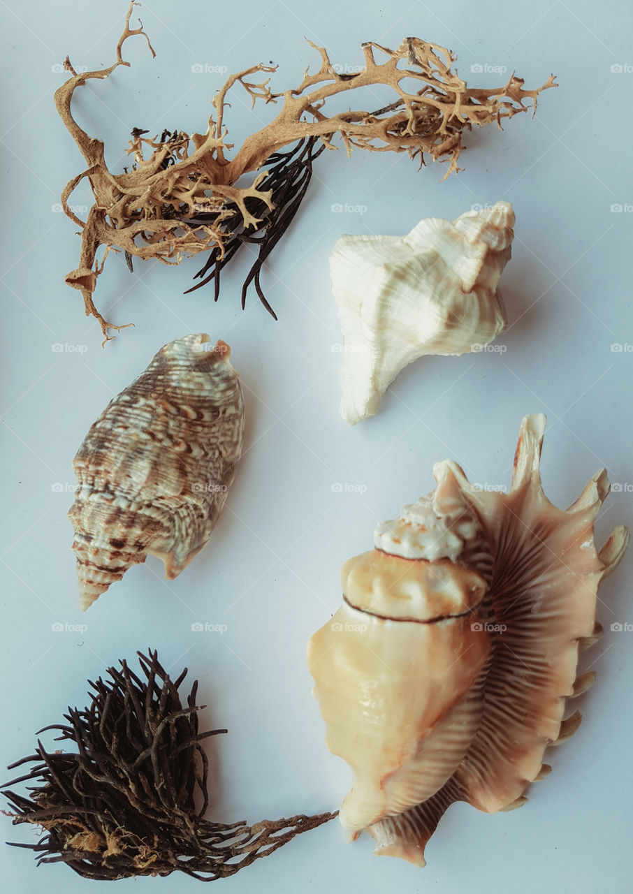 Beautiful selection of unusual seaside shells and seaweed on a white background.