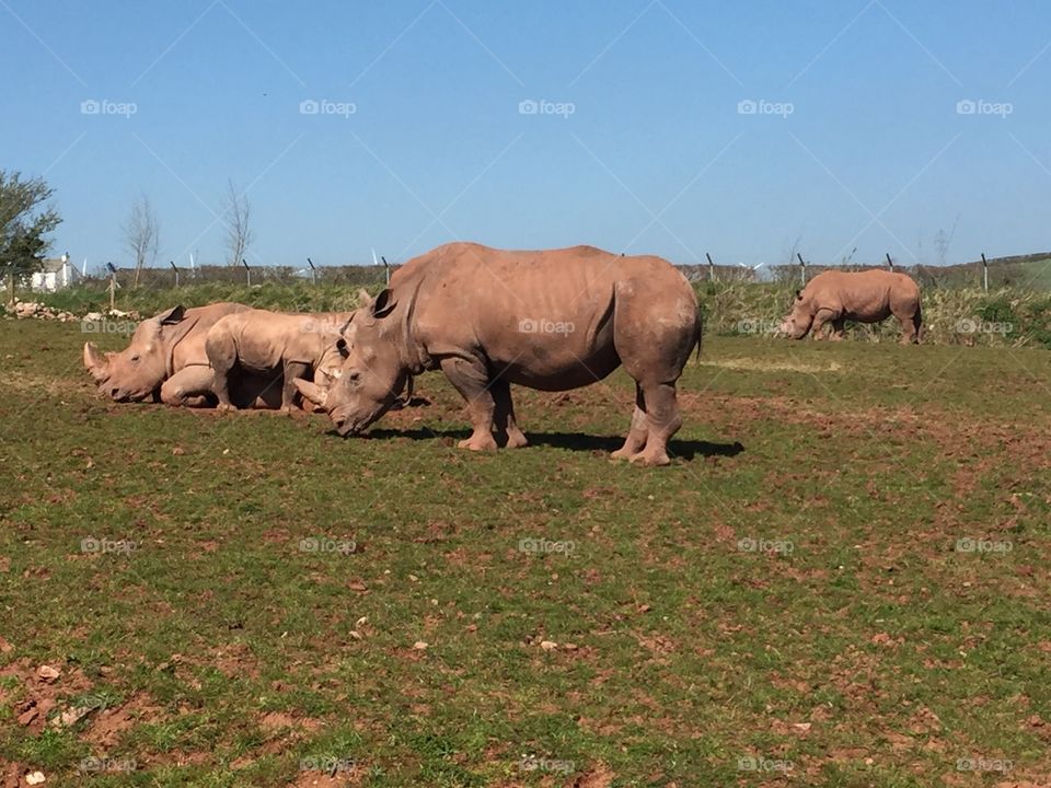 Rhinoceroses Grazing on Grass