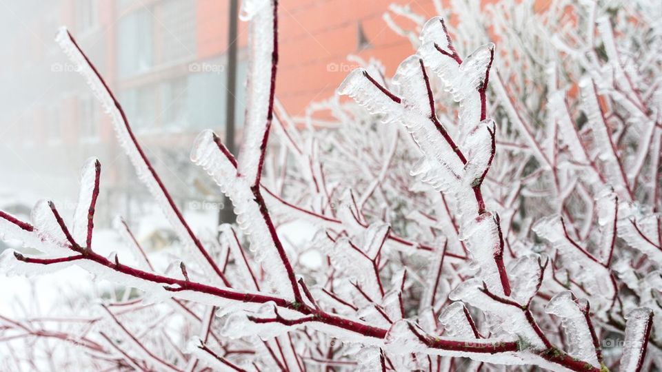 frozen bush