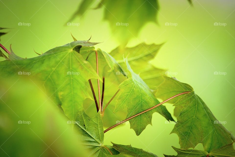 Oak leaves