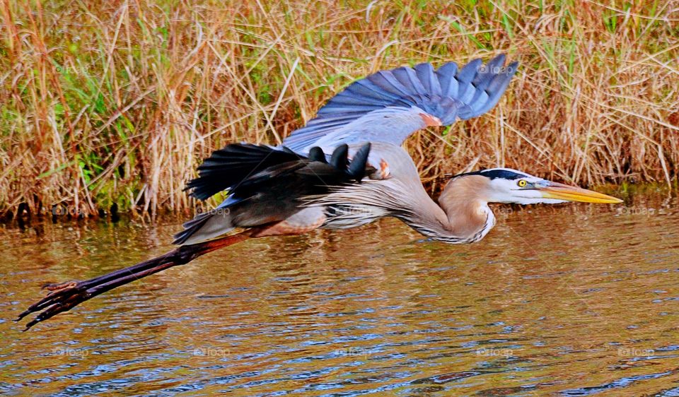 Close-up of a heron flying