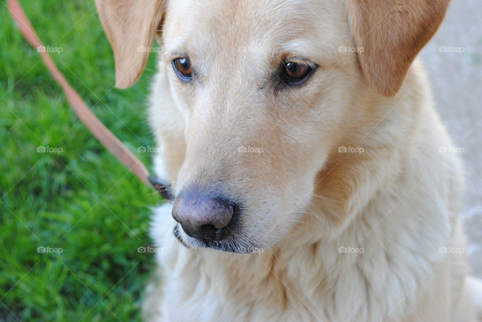 Close-up of domestic animal