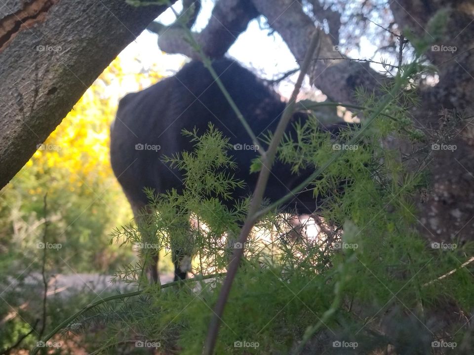cow in the grassland