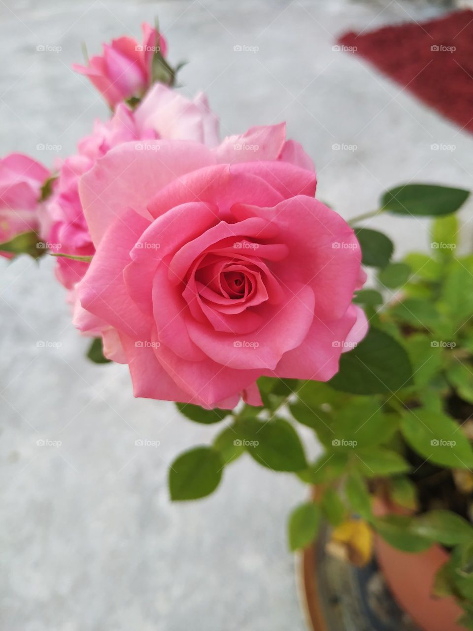 perfect rose