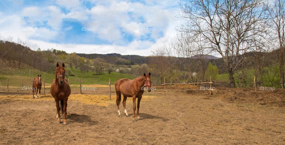 Horses portrait 