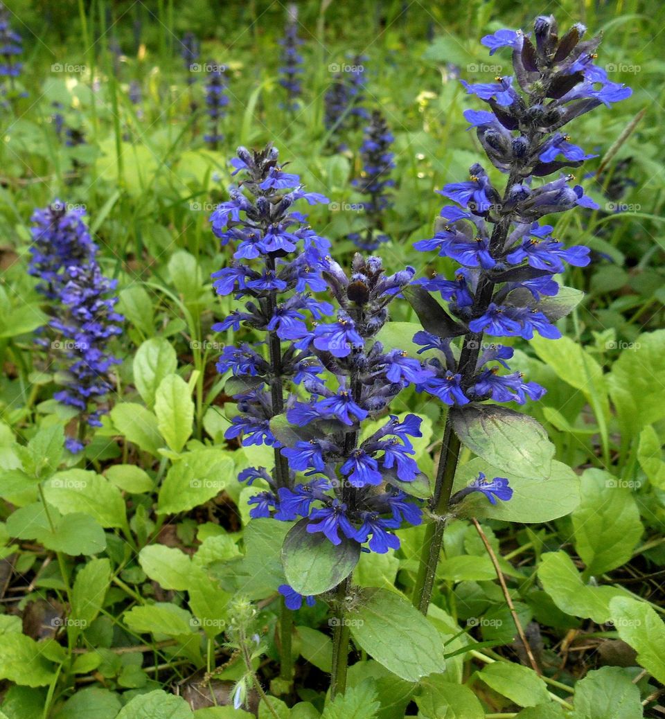 blue flowers growing spring nature view from the ground