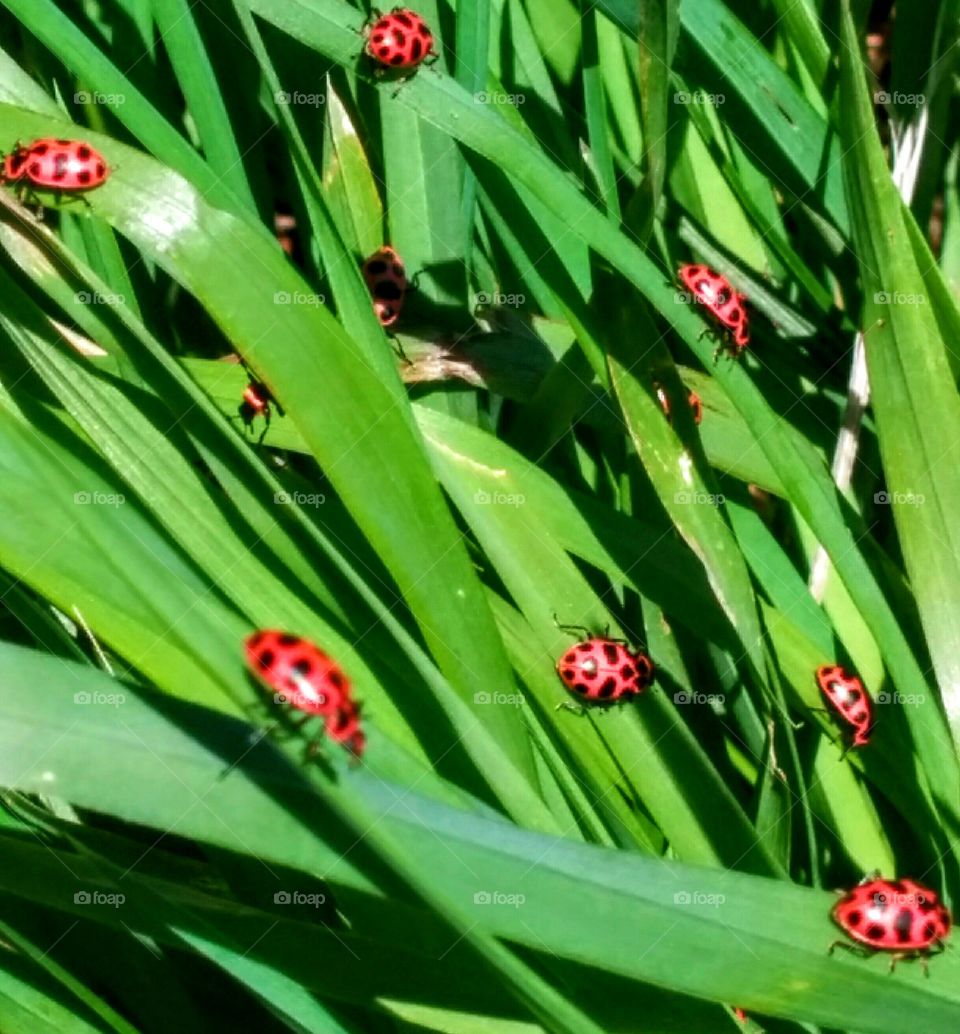 Lady bugs