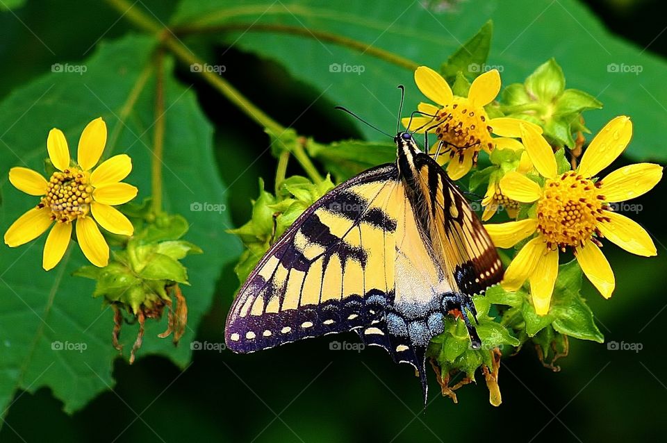 Butterfly ~Yellow Wild Flowers. Summer wildflowers attract many varieties of butterflies in the Blue Ridge Mountains