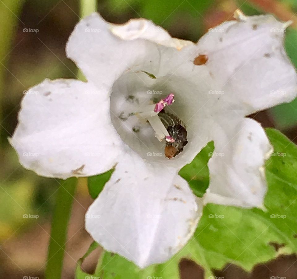 Caterpillar munchies 