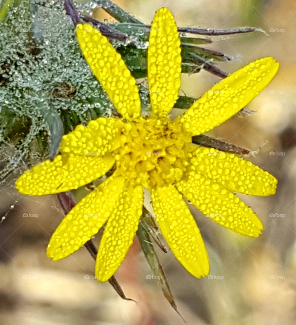 dew on wildflower