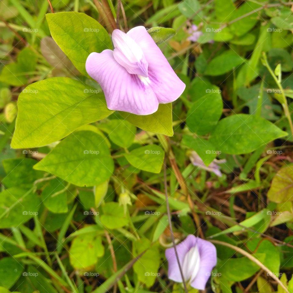 Purple flower on the garden