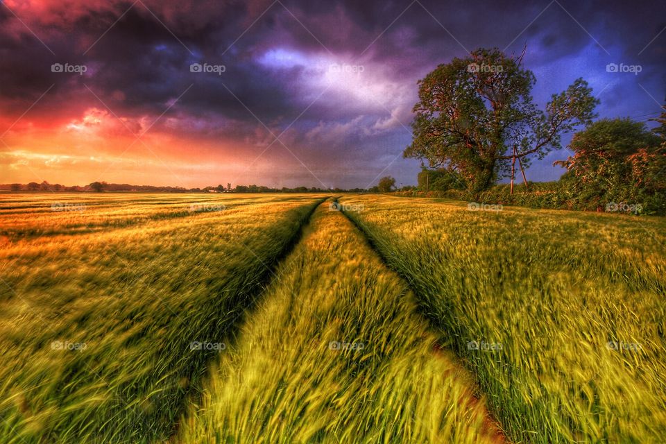 Colourful Stormy Sky. Wheat blows in the wind as a colourful storm passes quickly overhead. Tractor tracks disappear into the distance.