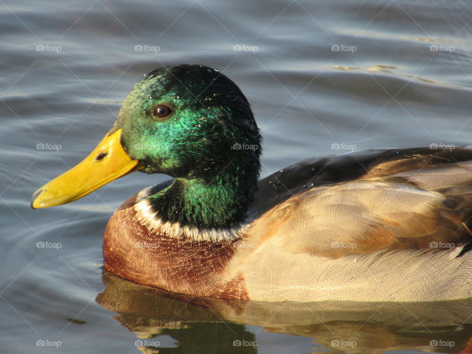 wild duck in the wild on the water
