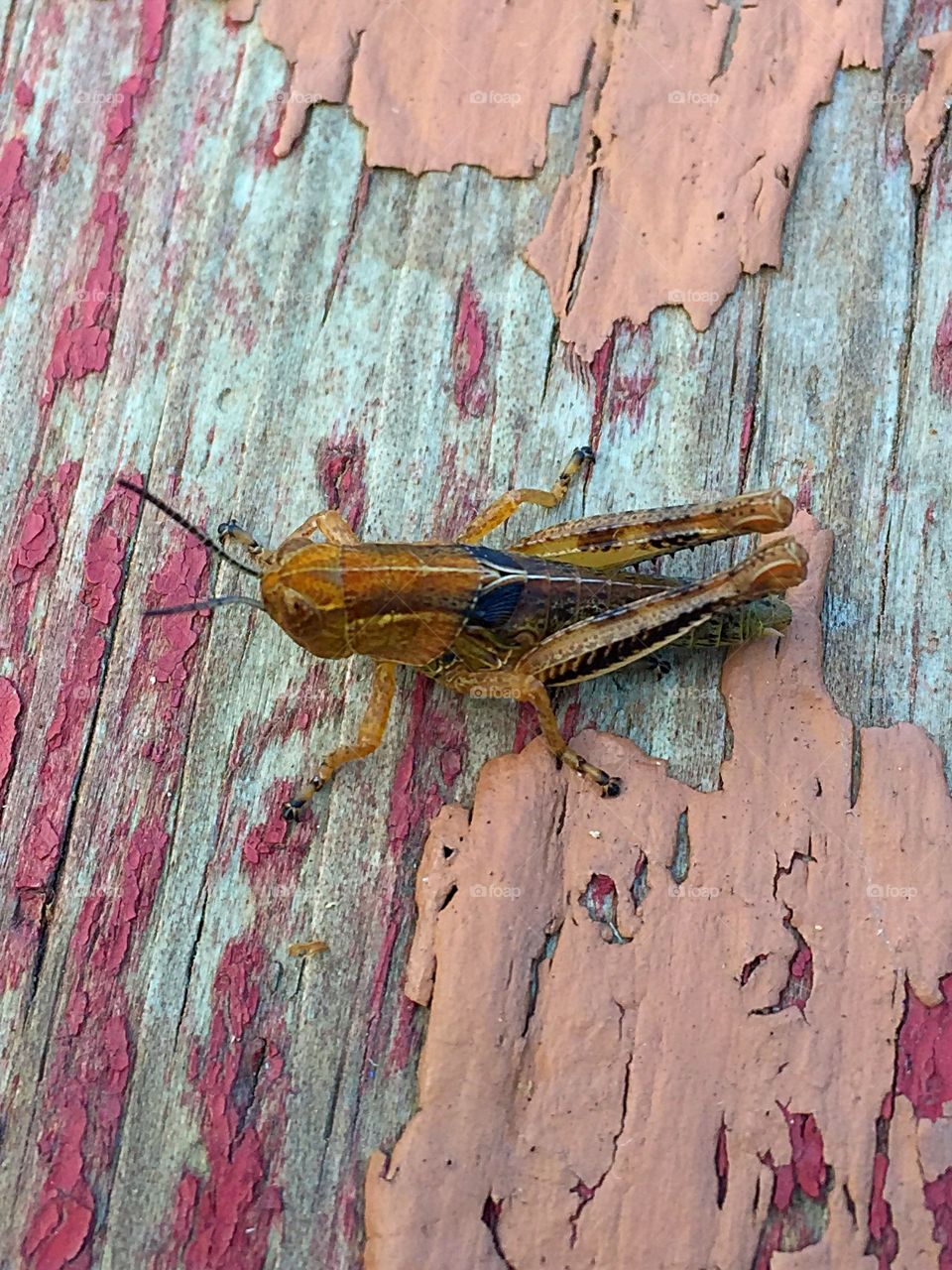 Brown Grasshopper 