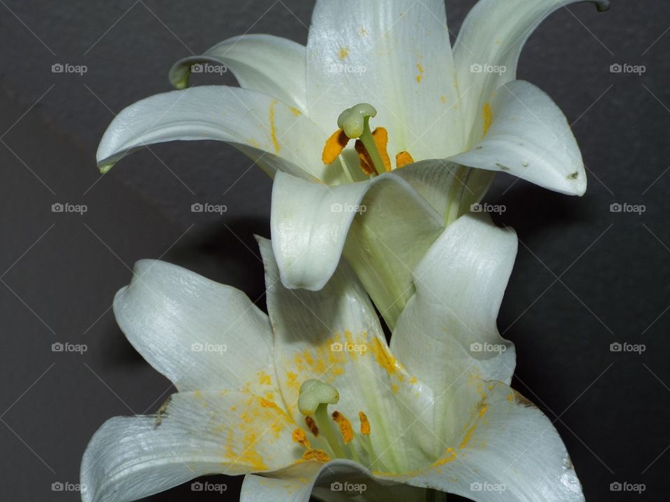Easter lily 