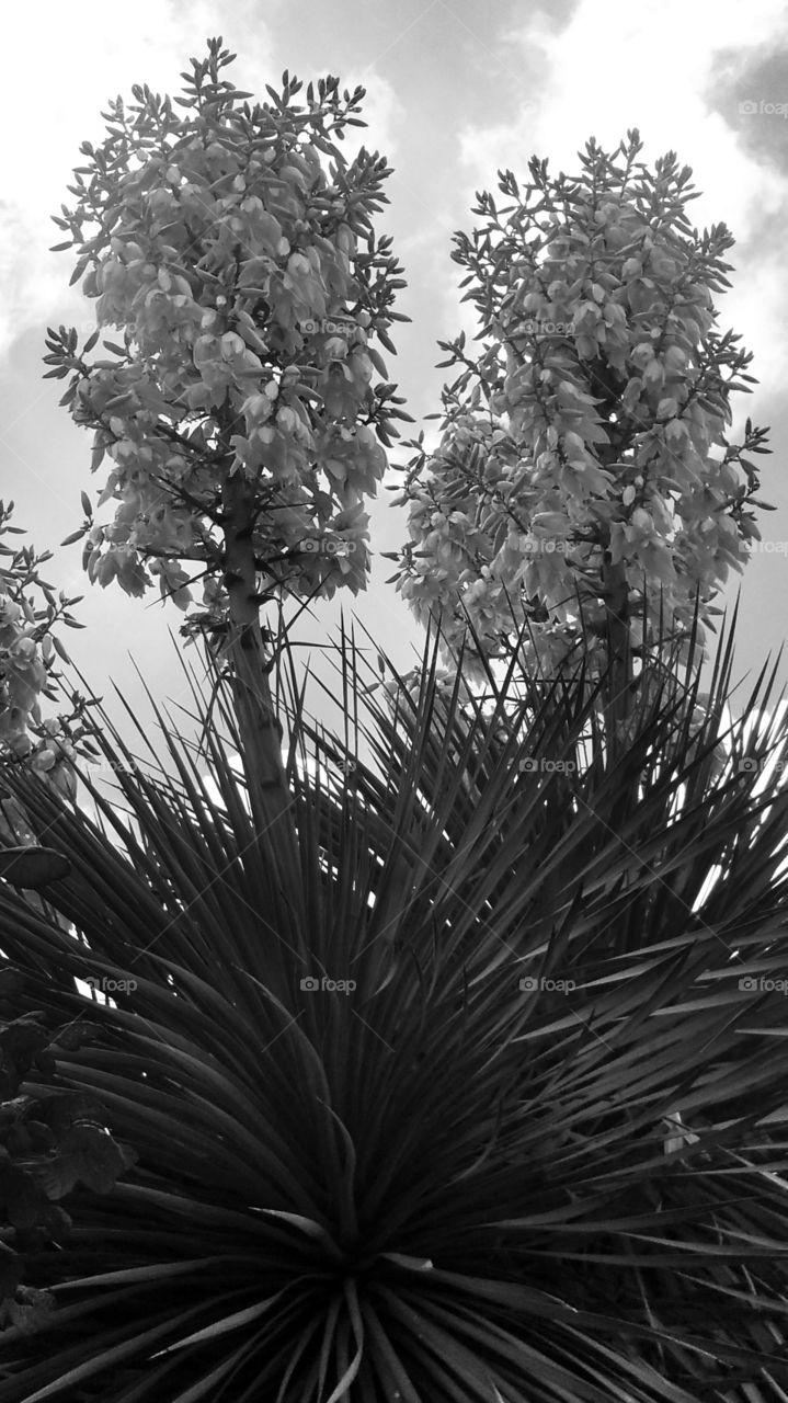 Black and White Yucca