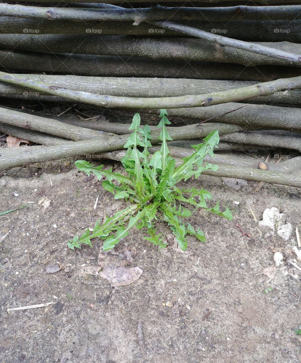 zaun Löwenzahn boden sand erde