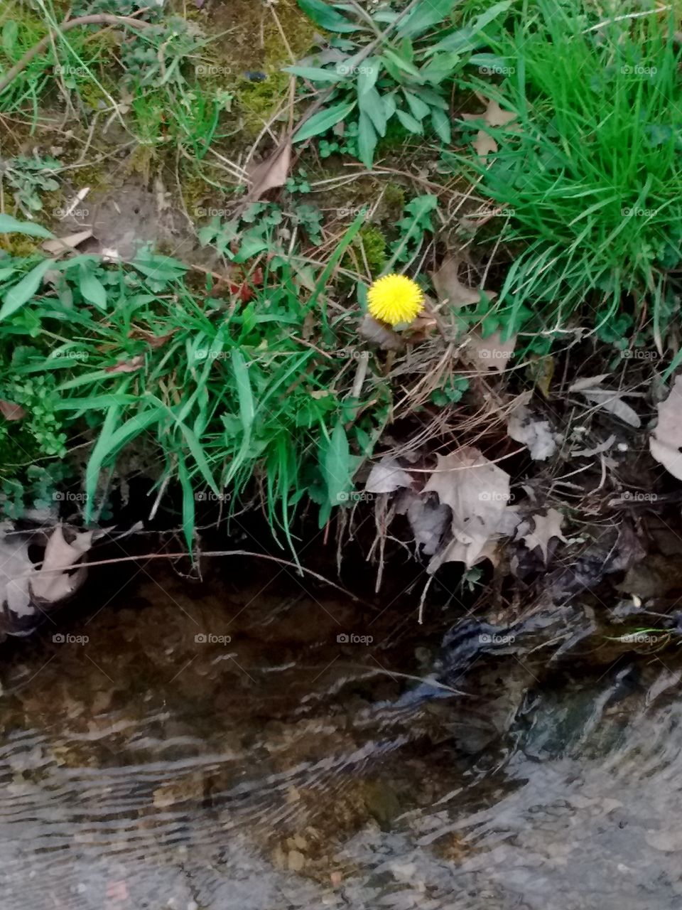 Creek flower