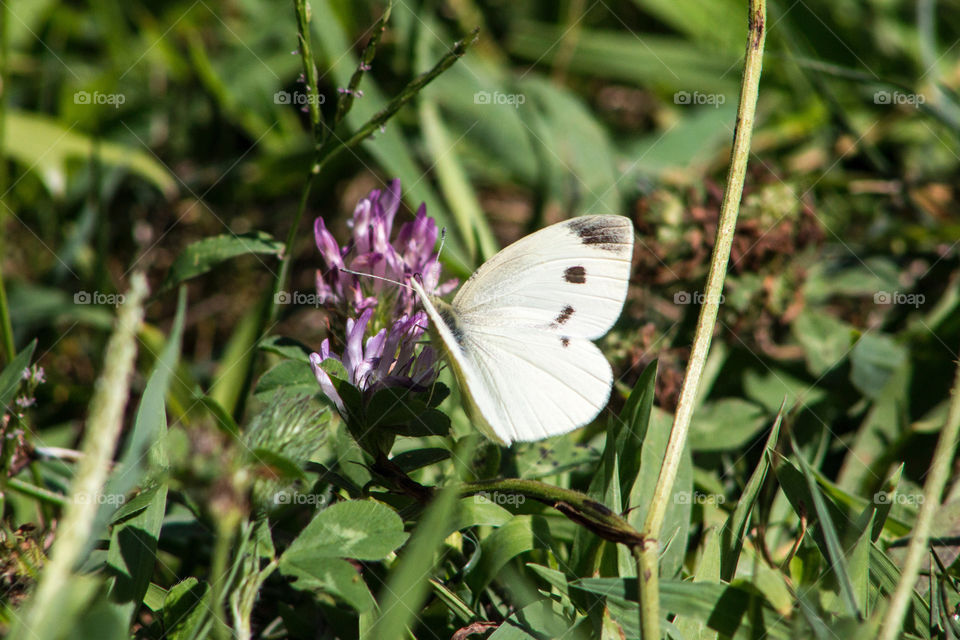 Butterfly 