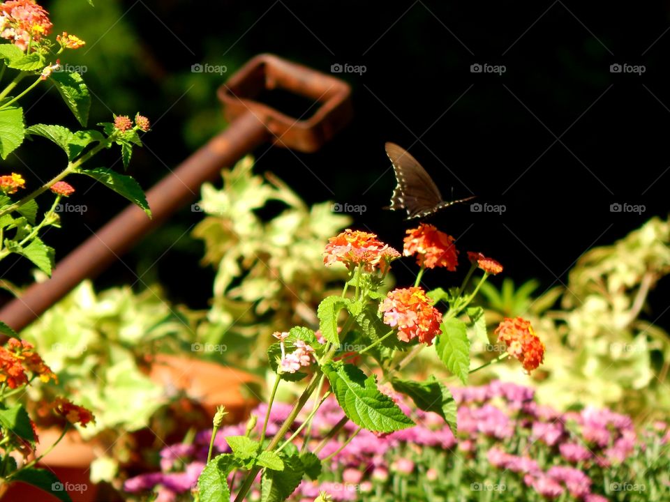 colorful flower garden with butterfly