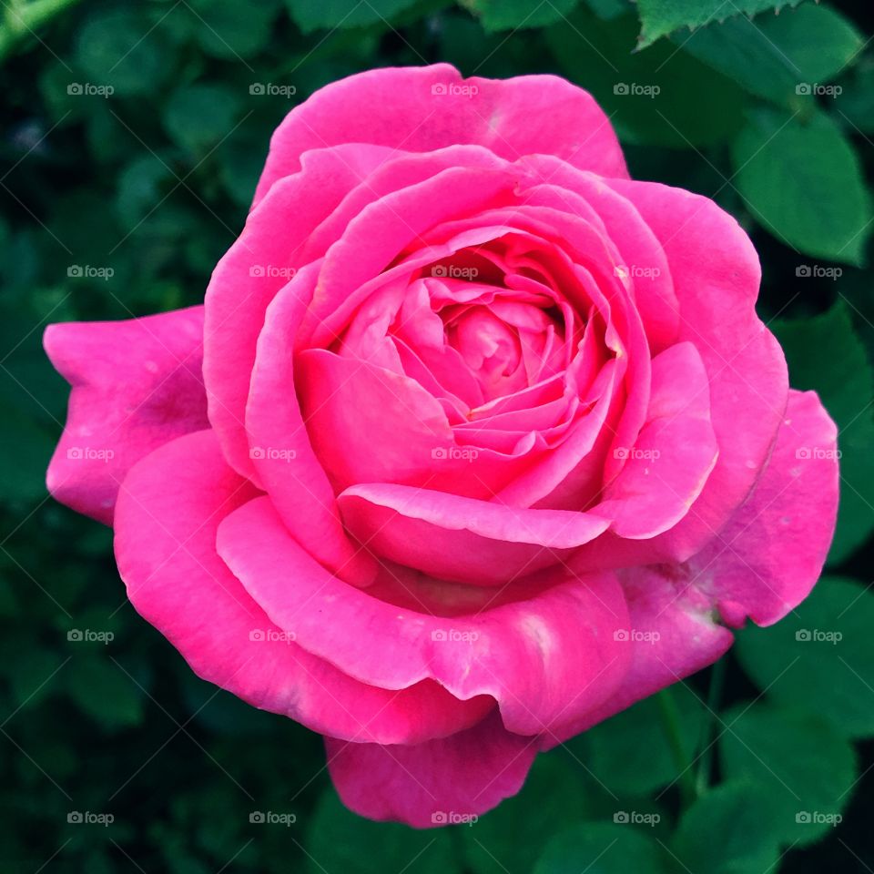 The beautiful  pink rose 