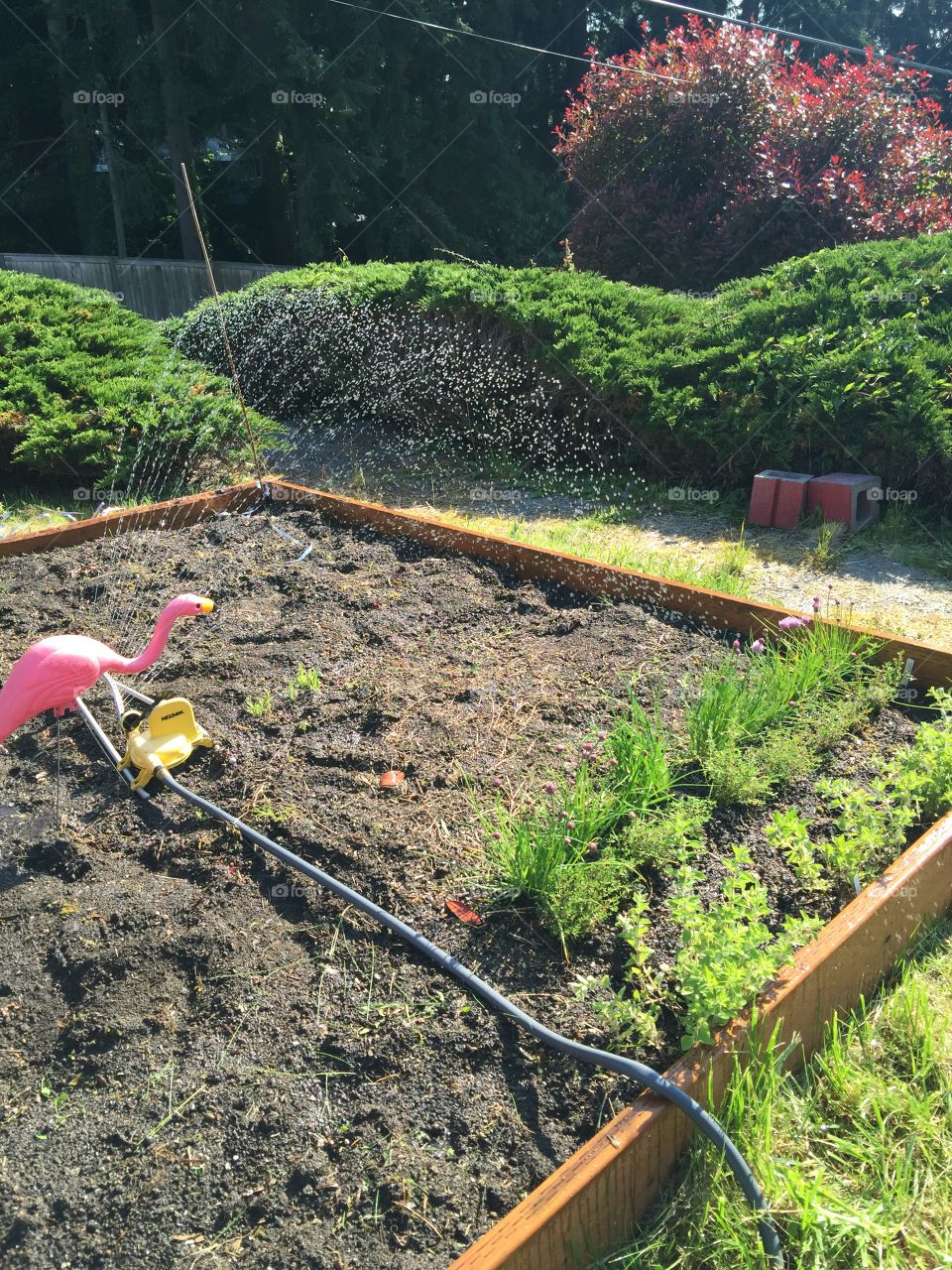 Garden bed. Working hard to get vegetables in the ground