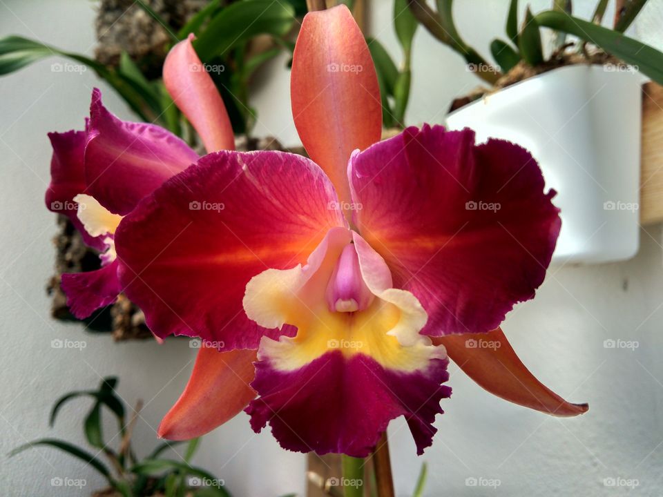orchid Cattleya
