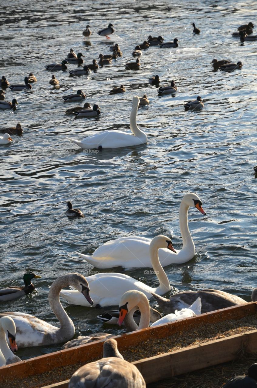 Swans in Stockholm