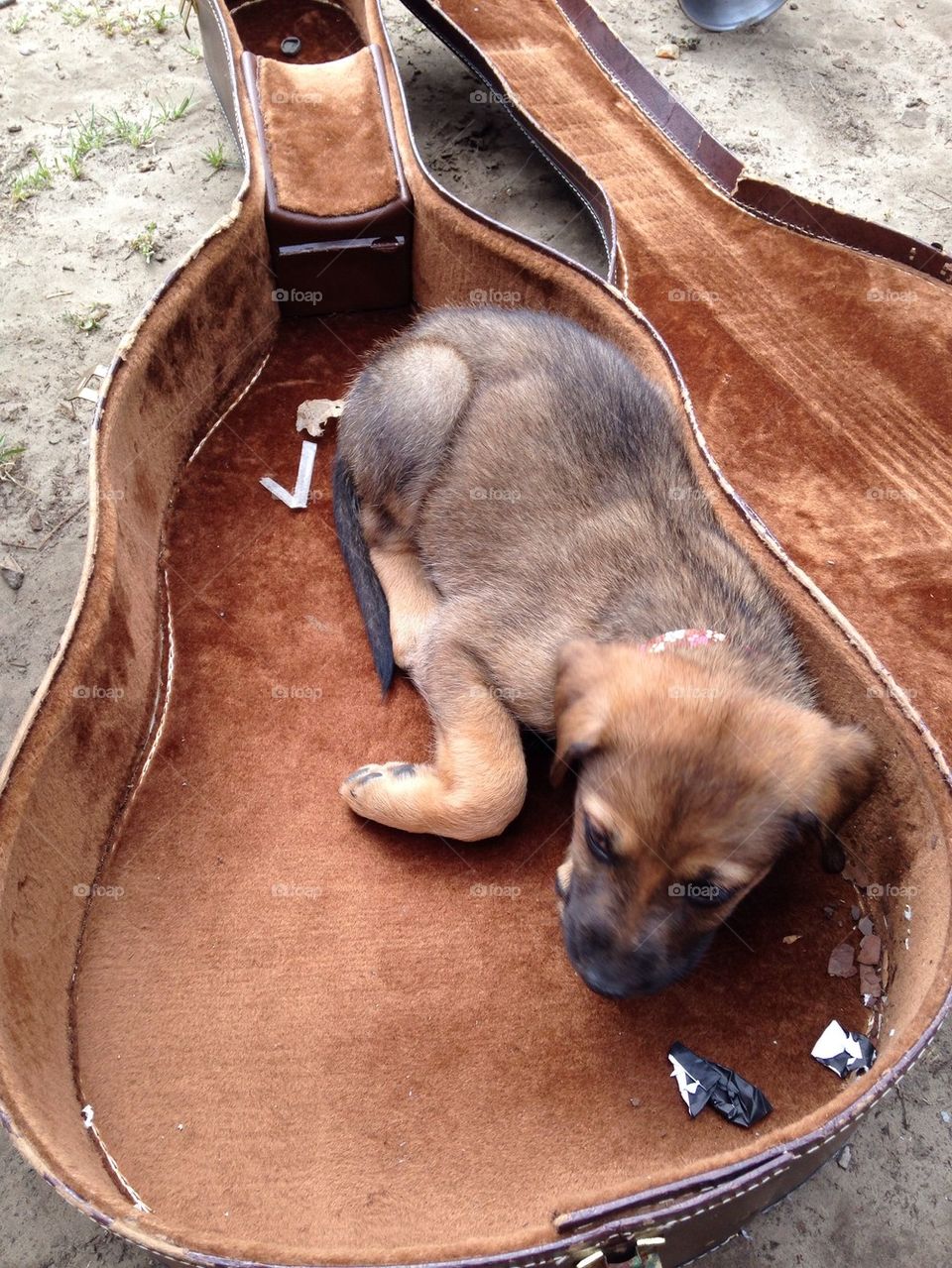 Puppie in guitar case