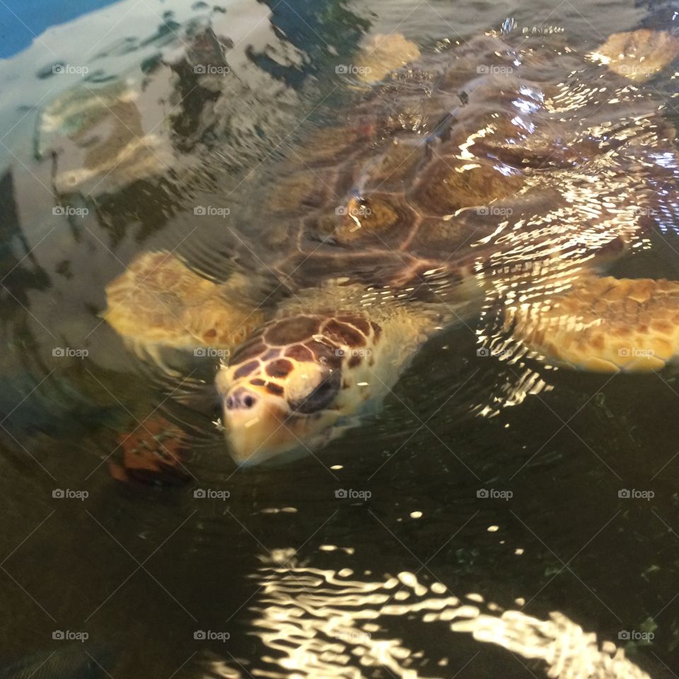 Sea turtle in aquarium in Florida. 