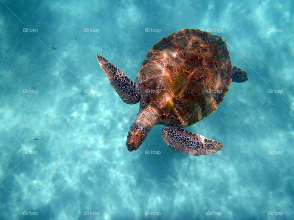 Sea turtle 