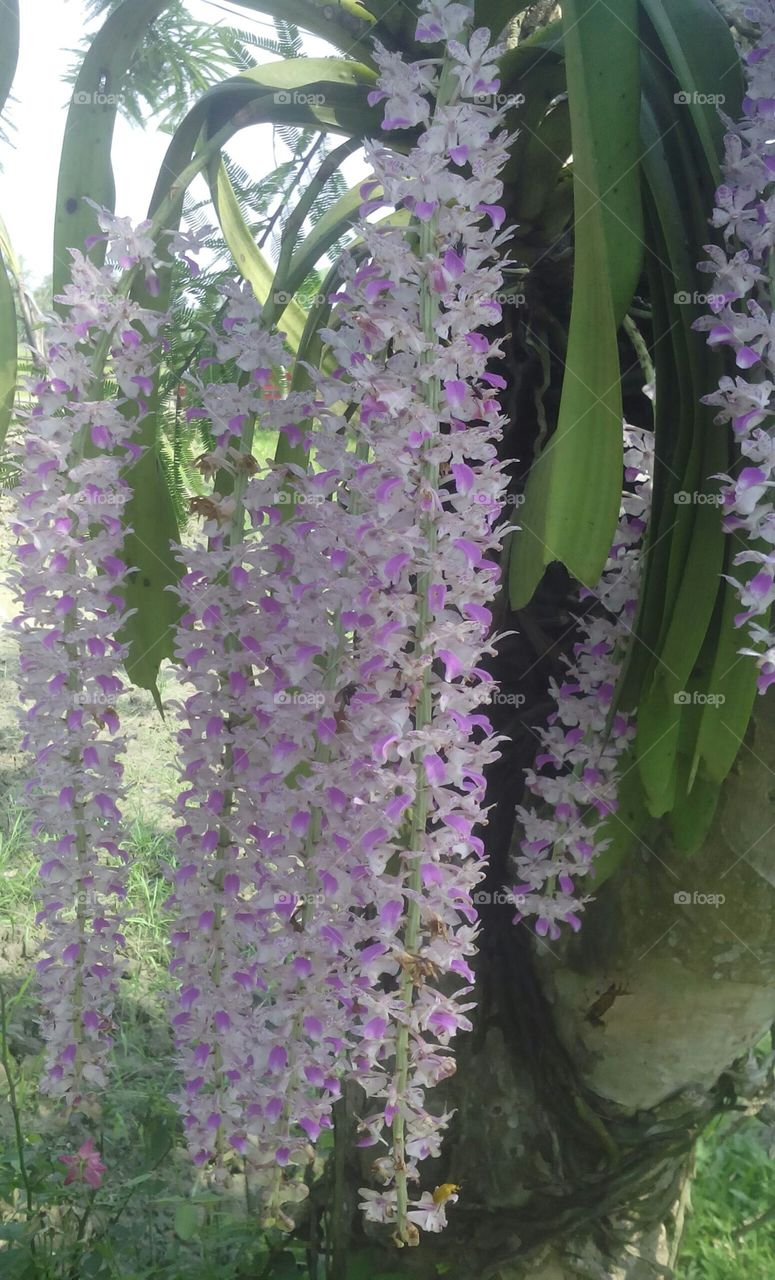 the fox tail orchid...pride of my place.