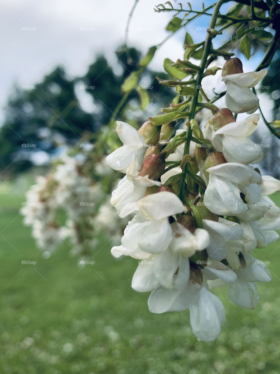 White Locust tree blossoms against a rural landscape in spring