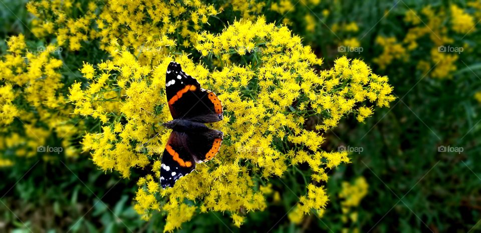 beautiful butterfly on yellow flowers