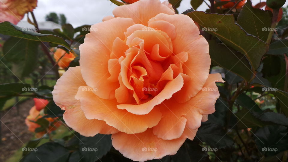 Coral Roses
Desire, Enthusiasm, Happiness
Just as a sunrise varies in intensity, coral is the dusky, subtle orange that graces the sky at first light. The coral rose still speaks of desire but also of happiness and would be a perfect “thank you” gift, or a great way to remind someone that you still desire him or her. Some popular coral roses are Sonic, the peach coral mix of Harmony.