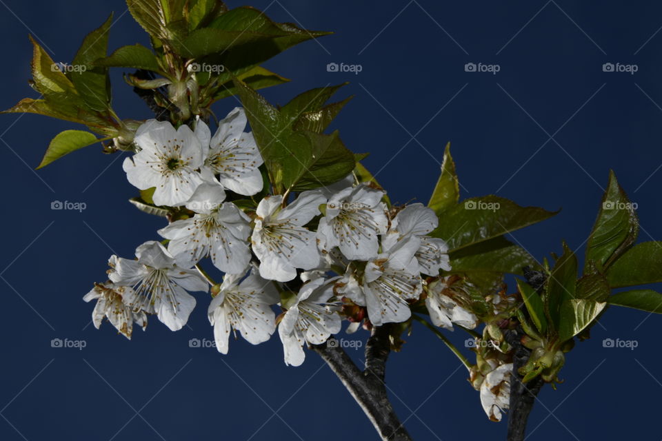 Floración del valle de Jerte, Extremadura, España