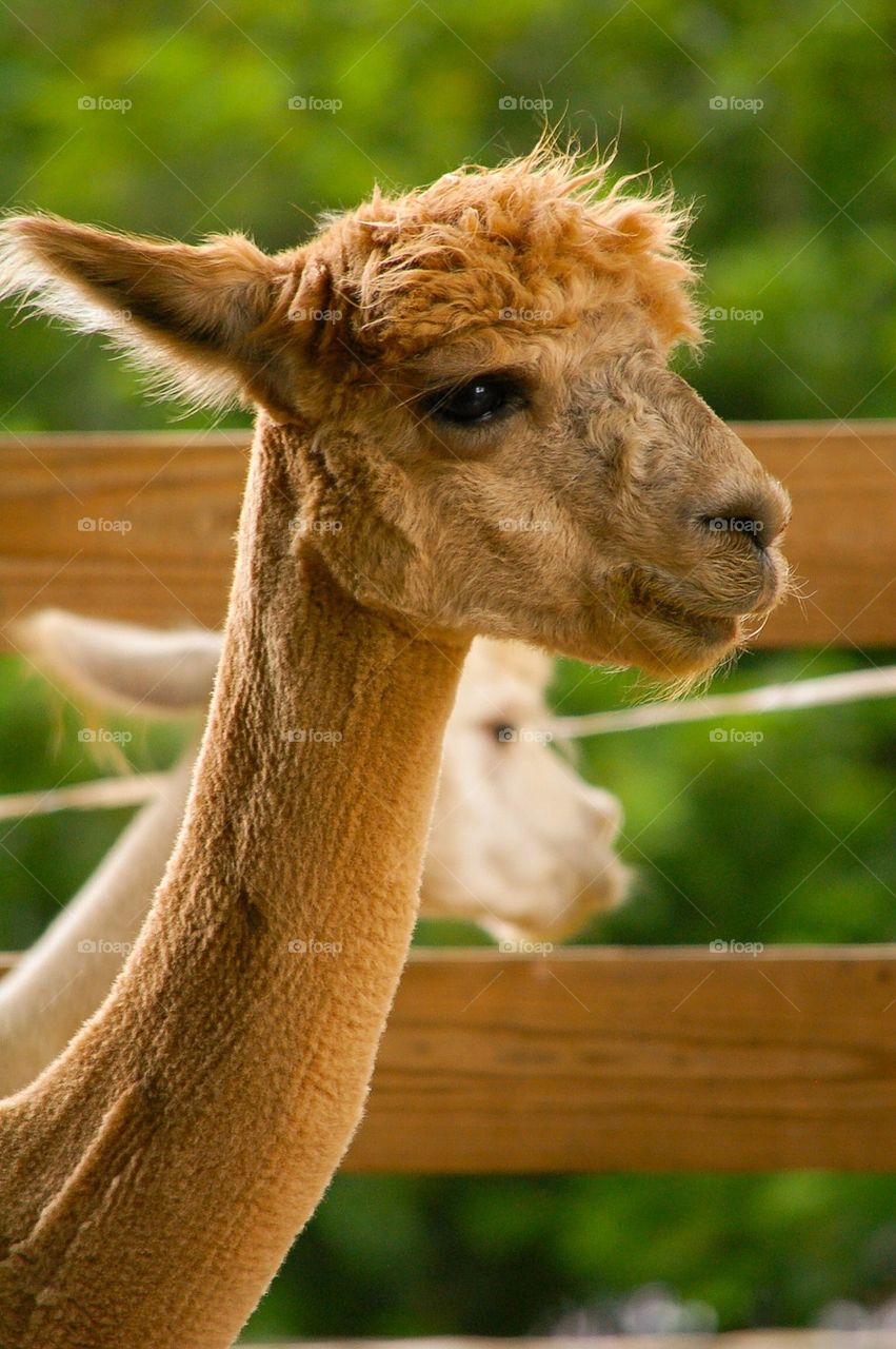 Alpaca